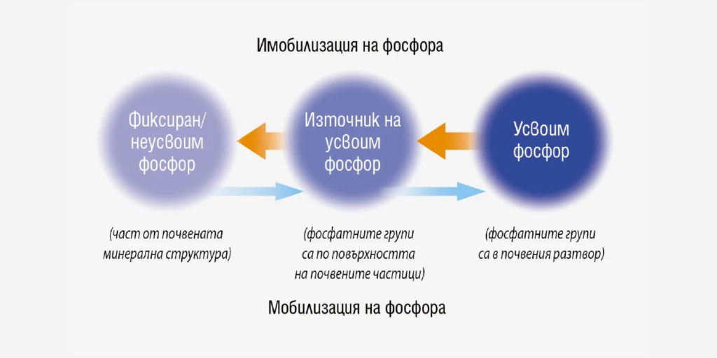 Подвижност на фосфора в почвата