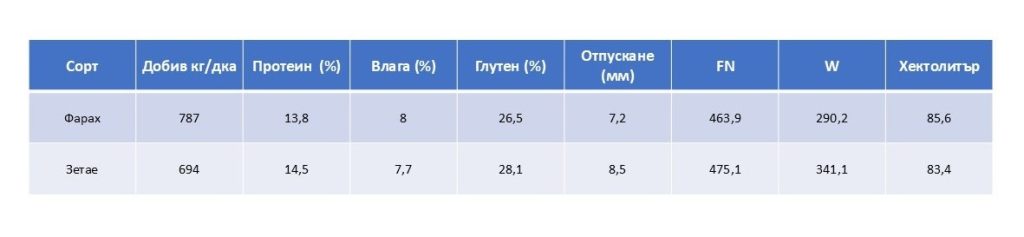 Твърда пшеница2