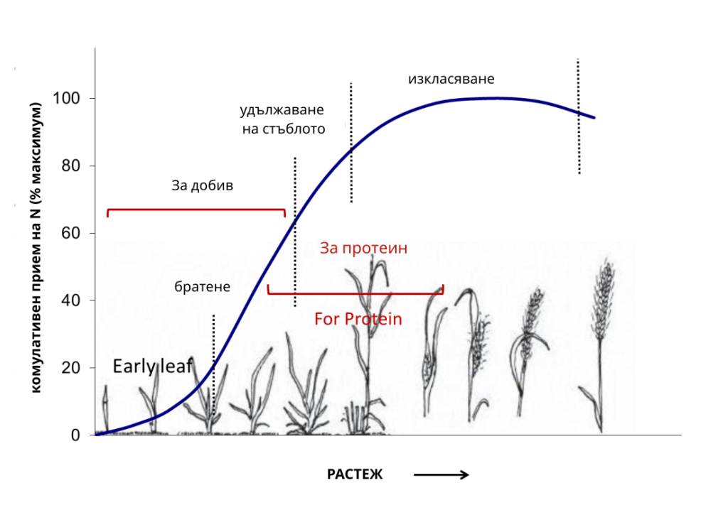 N uptake wheat_1