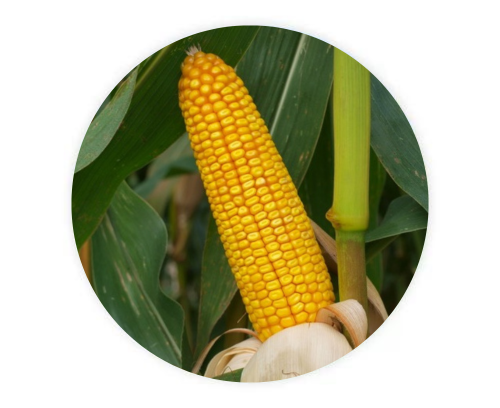 MAS 282.K (ФАО 270)