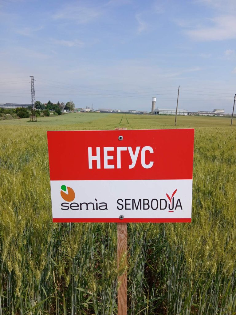 Негус