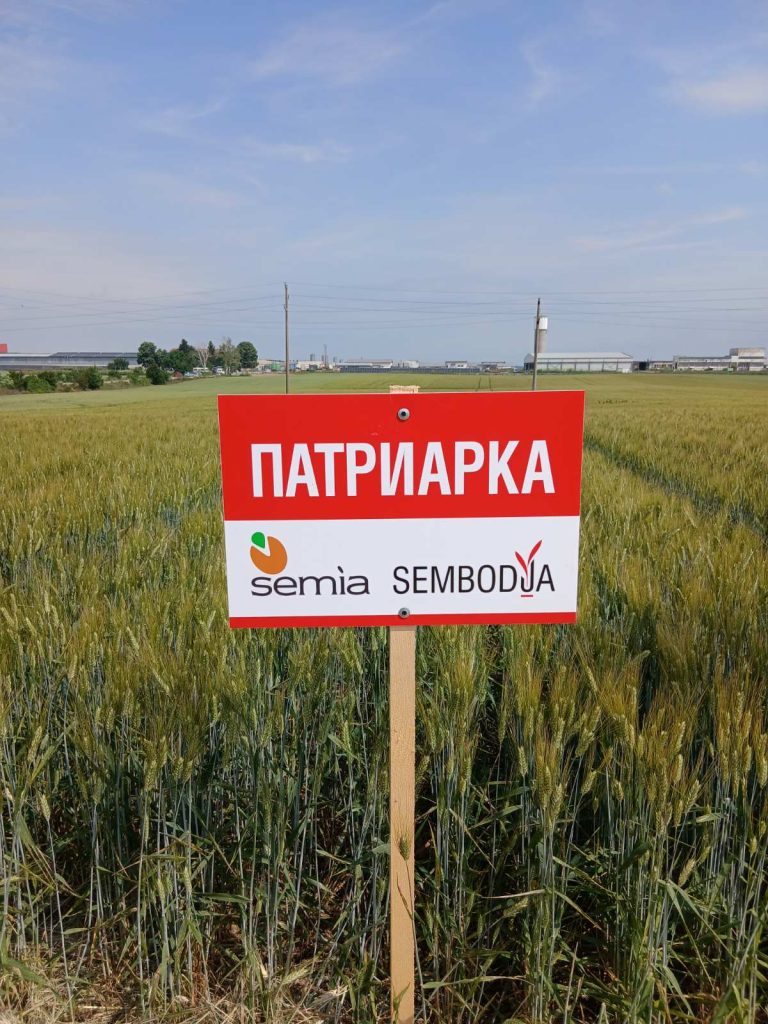 Патриарка