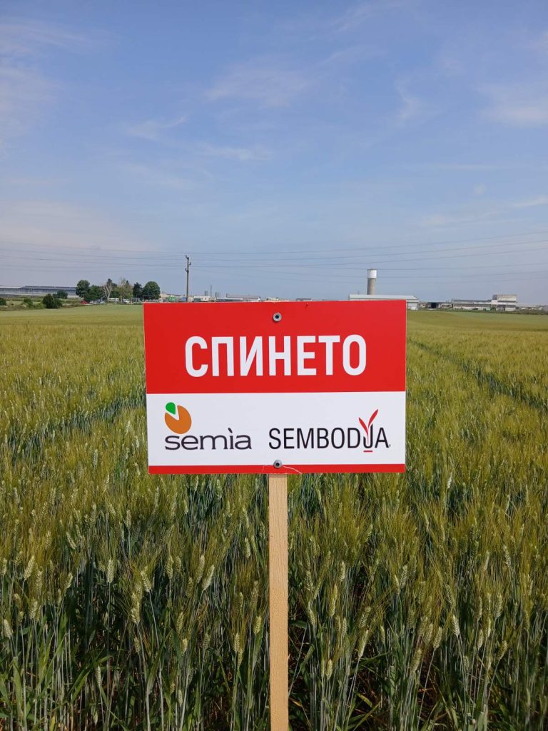 Спинето