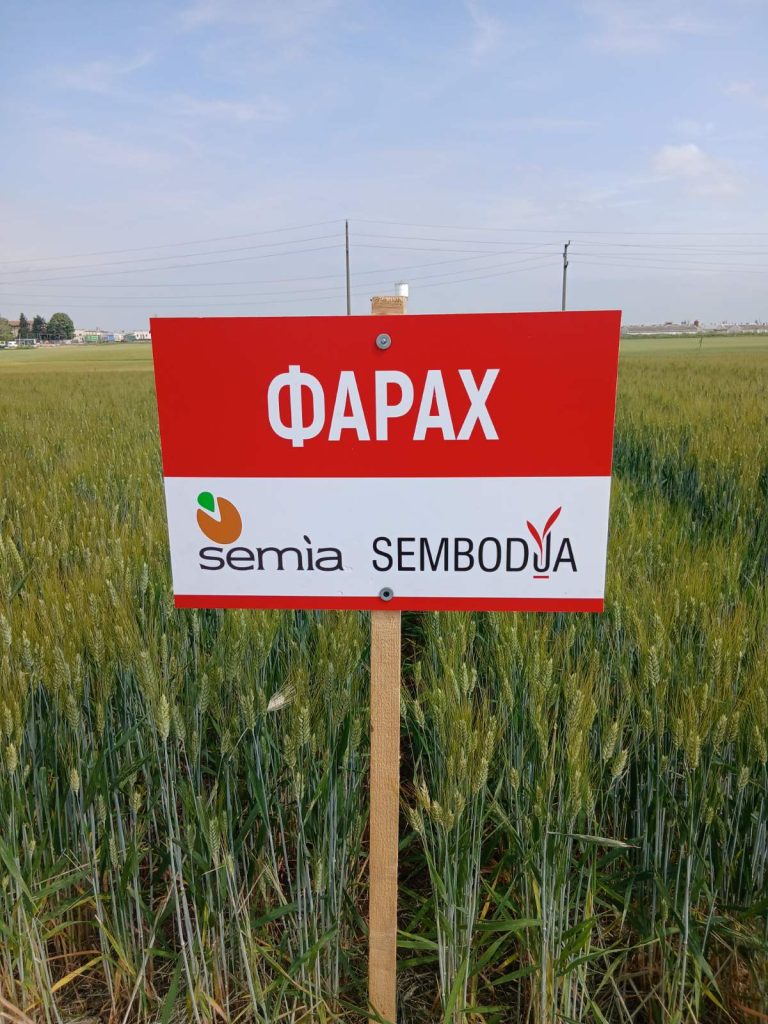 Фарах