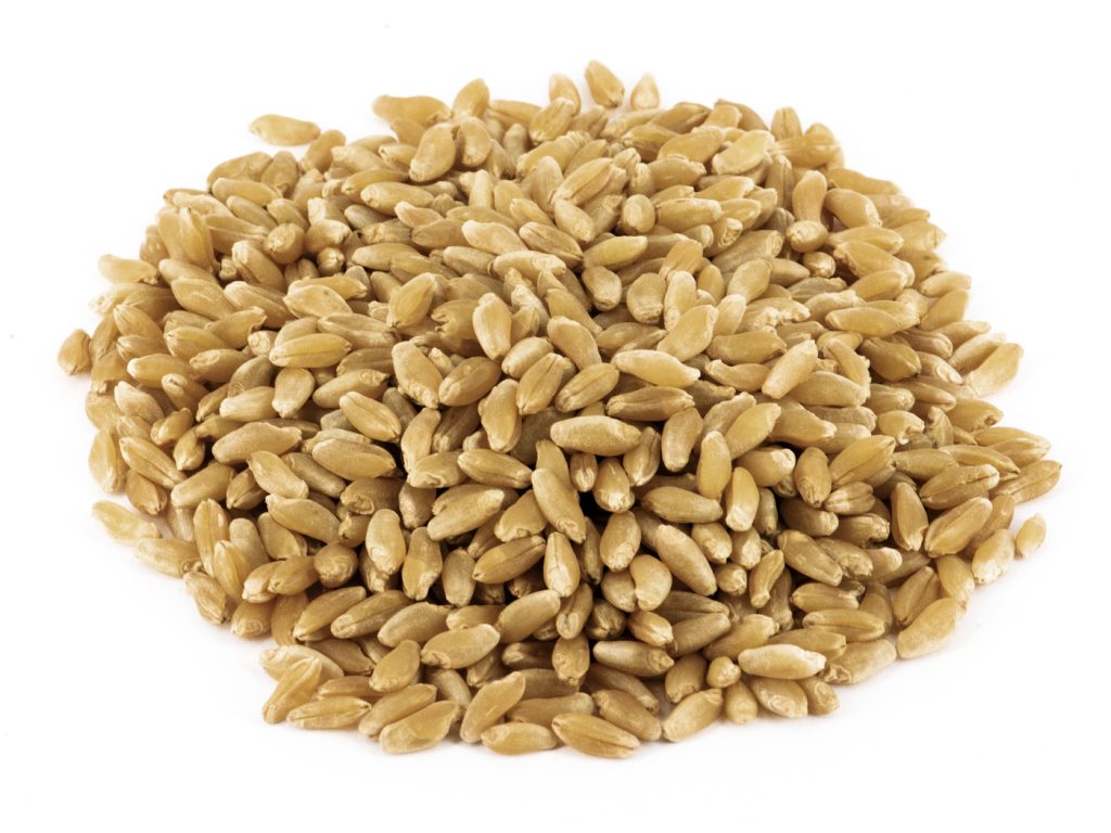 Negus_grain семена твърда пшеница Негус