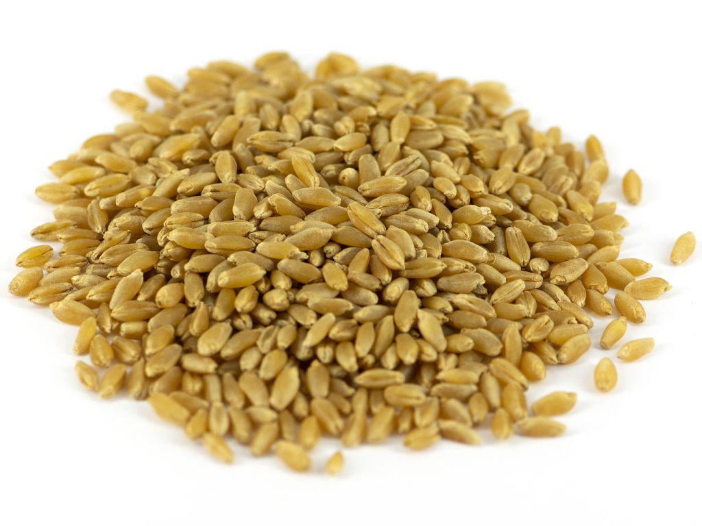 spineto_grain