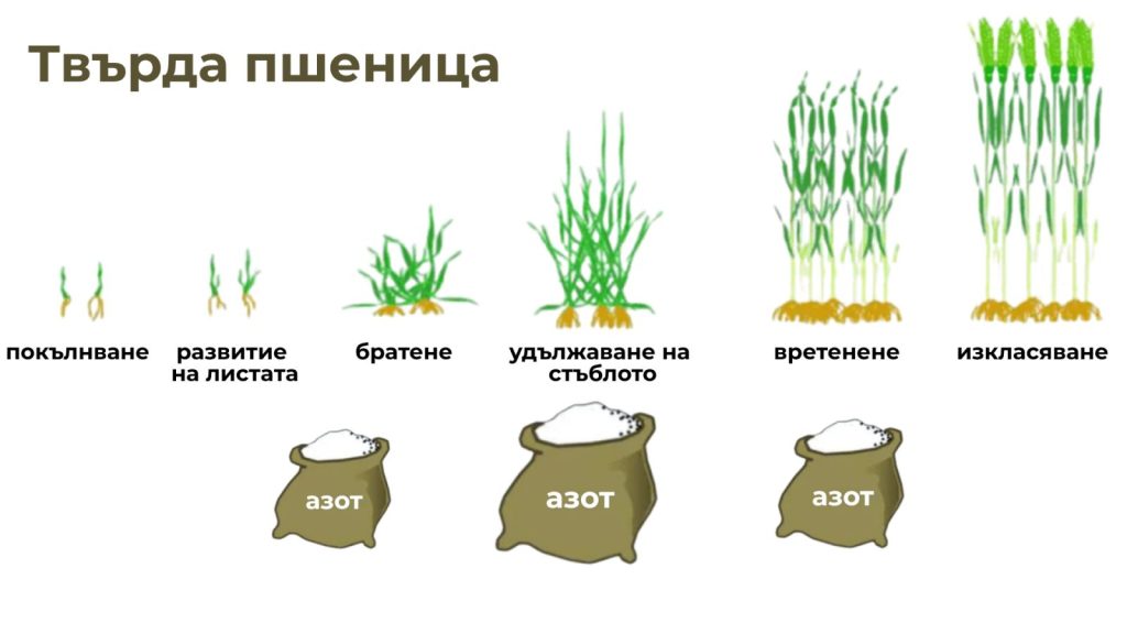 Торене на твърда пшеница - разпределение на азотното торене.
